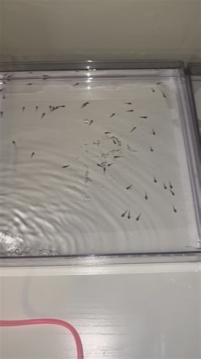 Tiffany Maillet on Instagram: "OUR BABIES!! I’m so happy they’re hatching and growing it legit makes me so genuinely happy to see that I’m able to care for them and keep them alive! This is the best! #axolotl #axolotlbabies #axolotls #update"