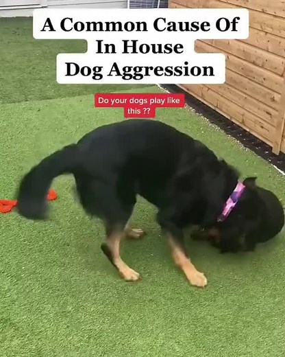 How to Stop Dogs from Fighting in the Same Household