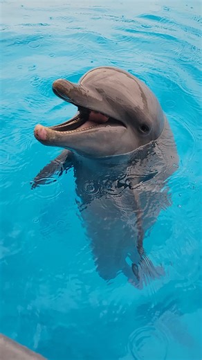 Today is World Dolphin Day! To celebrate, we wanted to talk about some unique dolphin anatomy. All of the vocalizations that you hear coming from our resident dolphins come out of the blowhole on top of their heads Their blowhole is the only passageway of air into their lungs and they also have great muscle control over the sounds that they make! While all dolphin vocalizations may sound similar, all dolphins have their own signature whistle. Check them out! | The Institute for Marine Mammal Stu