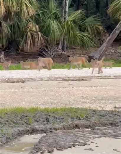 107K views · 948 reactions | Check out some cool video Of the monkeys on Morgan Island Just hanging out and doing things that monkeys do. Love this!!  #beaufortsc #monkeyisland #bftseaislands  Andrew Dudley | Explore Beaufort, SC | Facebook