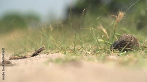 Scarabs are stout-bodied beetles. Scarab beetle rolling a ball of dung. Scarab insect eating new manure. Decomposition is the process by which organic substances are broken down into simpler 4K floor