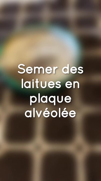 Comment semer des salades facilement et efficacement