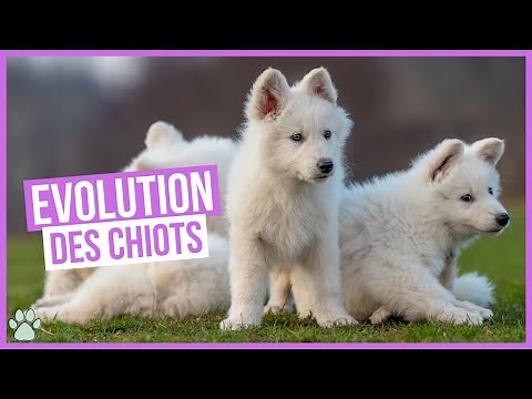 Évolution des chiots : de la naissance au sevrage