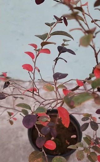 Loropetalum Plant – Beauty of Red & Purple Foliage