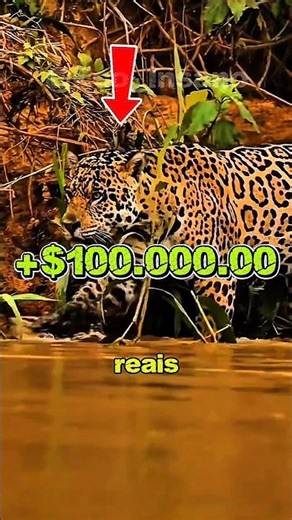 The 5 most expensive animals in the Amazon 💰 and the last one is worth more than a car 🤯 #amazon ...