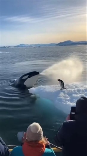 #pinguin vs Dolphin #wildlife