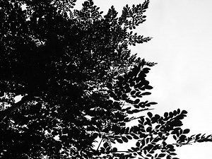 Using Moringa as fertilizer | The Survival Gardener