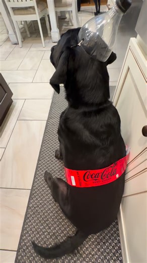 209K reactions · 96 shares | When your dog’s Halloween costume budget is $0 but his creativity is unlimited.  | Stella and Larry | Facebook