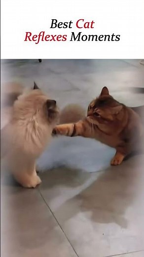 Best Cat Reflexes Moments 😼| Insane Cat Speed & Reaction Skills #catcompilation #catlovers #catmemes