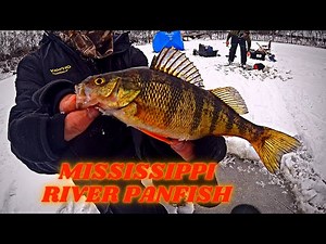 Mississippi River Backwater Bluegill Crappie and Perch | ICE Fishing for Panfish (ft. Angler X)