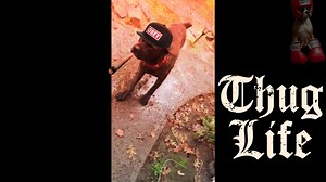 This Dog Is Savage | Thug Animals
