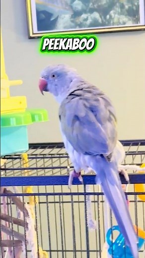 Real Parrots Teach Your Bird to Talk! Ozzie Says Peekaboo & Whatchu Doin While Baby Zeus Says Mwah!