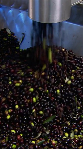 You'll never look at olive oil the same...🫒 #HowItsMade #oliveoil | olive oil