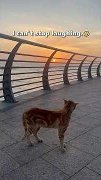 When Two Cats Are Talking Very Funny 😂 | Hilarious Cat Conversation Ever