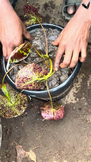 Creeping fig propagation method & waterlily planting method | fullgold guppy| waterlily varieties