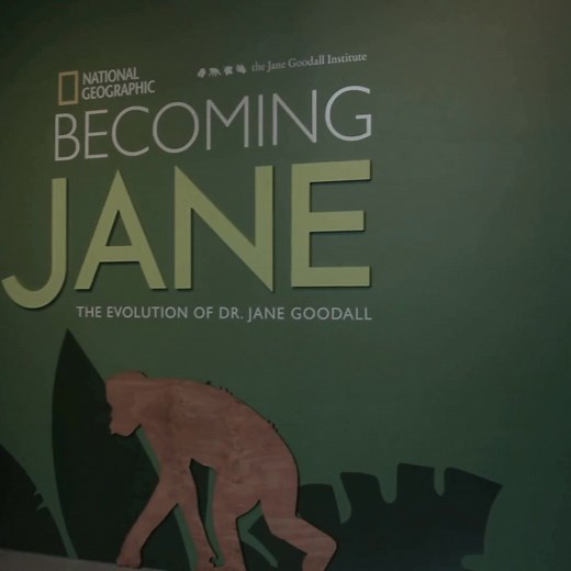 If you’ve ever wanted to step into Dr. Jane Goodall’s world, Becoming Jane: The Evolution of Dr. Jane Goodall is a fun, moving, and interactive exhibition that does just that. 🌿🐵 From her early years in Tanzania and Gombe National Park, to her tireless work for conservation and youth empowerment, this exhibit immerses visitors in Jane’s journey with multiscreen projections, a life-size hologram, and a recreation of her iconic research tent. Organized and traveled by National Geographic Society
