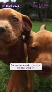 Rabies Has No Cure Once Symptoms Start #animalcare #awareness