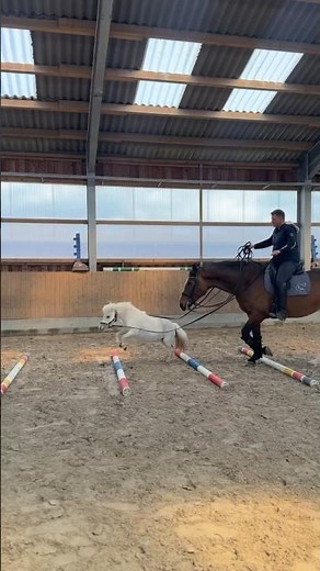 Wilma das spring Pony