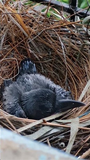 Hello Little Grey Crow 🐦‍⬛🖤 | A Sweet Moment in the Nest... #shorts #birds