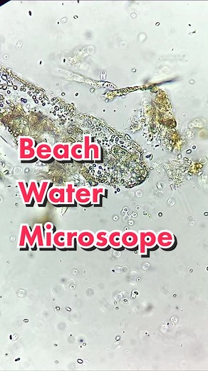 Exploring Beach Water Under the Microscope