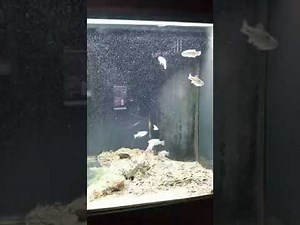 Meet the Sheepshead Minnow