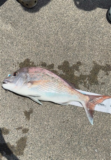 Effective Softbait Techniques for Snapper Fishing in the City