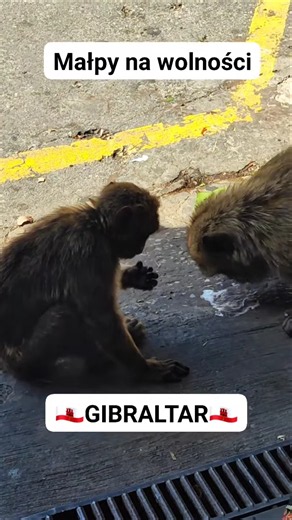 Małpy chodzą na wolności😯