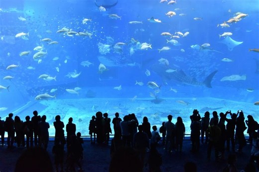 6 Akuarium Terbesar dan Menakjubkan di Dunia, Tampilkan Ribuan Biota Laut yang Indah - Bobo