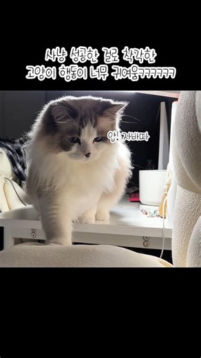 국수🍜 랙돌국수 귀여운고양이 털손주 🐱 on Instagram: "아 진짜 몽총해 ㅋㅋ큐ㅠㅋㅋ 발 밑에 파리 있는 줄 알고 조심조심 살살 발 드는데, 하지만 없쥬? 놓쳤쥬? 도망갔쥬?ㅋㅌㅋ 귀여워♥️ #고양이 #고양이그램 #냥스타그램 #고양이스타그램 #고양이집사 #고양이일상 #cat #ragdoll #랙돌국수"