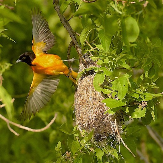 9 types of bird nests that you might see
