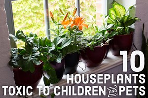 10 Toxic Houseplants That Are Dangerous for Children and Pets