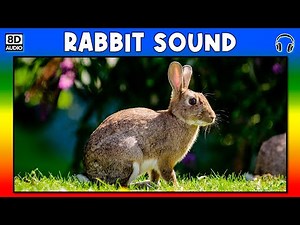🐇 RABBIT SOUND - RABBIT SOUND EFFECT - SOUND OF RABBIT - NOISE OF RABBIT