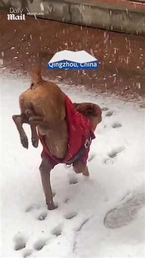 He's got some mad paw-walking skills! 😂 | Daily Mail Video