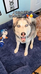 My dogs internal clock only tells one time: treat o’clock! #huskies #talkingdogs #dogeating #funnydogvideos #dogoftheday | itsplutoswrld | Facebook