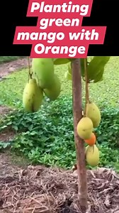 7K views · 104 reactions | Plant green mango fruit with orange 100% Yields mix fruits #graftedplants #fruits #followers #gardenlife #gardeninspiration #GraftedFruitTrees @highlight Cropp | Violita Padayon | Facebook