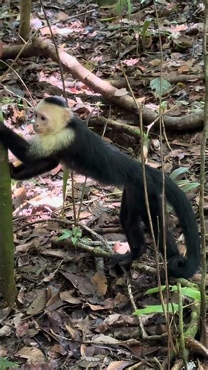 White-Faced Capuchin Monkeys in Manuel Antonio, Costa Rica #Shorts