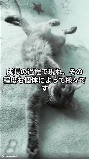 【実は知らない】『猫の雑学』「スコティッシュフォールド」