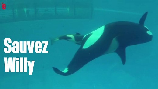 [ORCA] La naissance d'un bébé orque en direct. Mais en captivité 😟 🐳 | L'Express