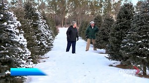 2.5K views · 17 reactions | WATCH: The oldest Christmas tree farm in Saskatchewan is also the largest with close to 9,000 trees – via Meaghan Craig. READ MORE: https://trib.al/pNtlBl0 | Global Regina | Facebook