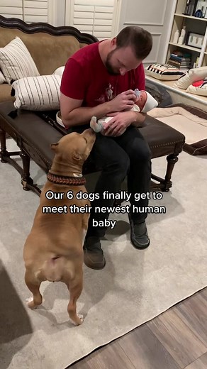 TheBullyDistrict on TikTok