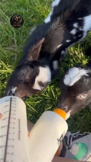 America Me Bachde Ko Milk Kaise Pilate Hai? 🇺🇸🐄