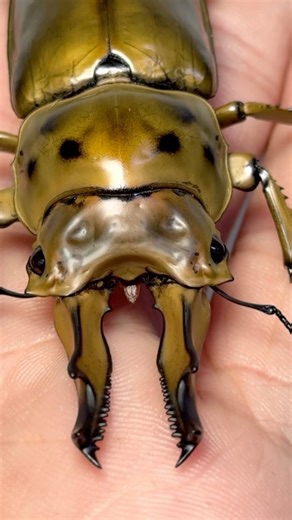 Gold beetle #beetle #insects #funny #scarab #甲蟲 #animals