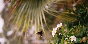 Building a Backyard Food Forest