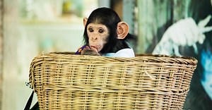 Baby Chimpanzee: 5 Incredible Facts and 5 Adorable Pictures