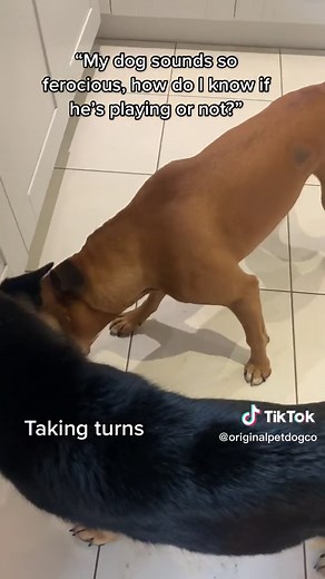 How to Tell if Your Dog is Playing or Being Aggressive