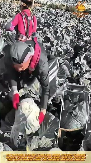 Cabbage Picking Skilled Worker for Faster Field Harvesting
