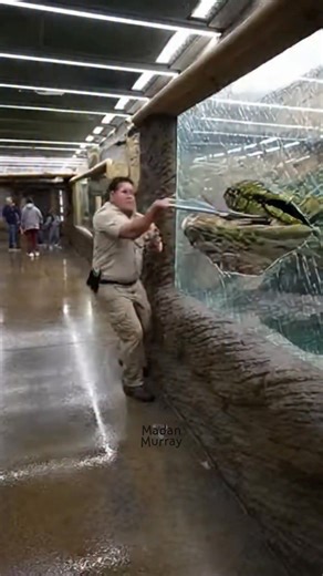Imagine walking through a quiet reptile sanctuary when a massive, lunging python suddenly strikes! This heart-stopping video captures the moment a zookeeper faces his ultimate nightmare. Is it a terrifyingly real predator encounter or the most realistic prank ever recorded? Watch closely as the giant reticulated python corners its target in a narrow hallway, leaving viewers breathless. This shocking wildlife footage is viral for a reason! Do you think you would stay calm or run for your life? Dr