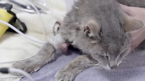 What it means when an elderly cat has fluid in the stomach