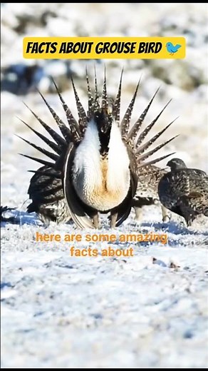 Interesting facts about grouse Bird।🦜 #wildlife #grouse #facts #vultureday #griffonvulture