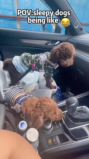 14 reactions | Sleepy dogs#dog #dogsoftiktok #tiktok #funnydog #fyp #usa #pet Download without watermark | Loveanimals69 | Facebook